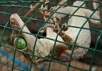 Геккон Сцинковый Сетчатый
