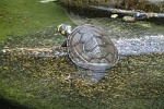 Черепаха Южноамериканская Речная Унилинеарис