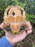 Черепаха Мускусная Малая