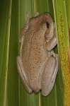 Osteopilus