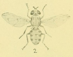 Cynops