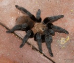 Aphonopelma