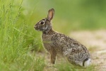 Sylvilagus