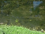 Cyprinus