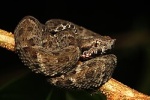 Bothrops