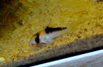 Corydoras
