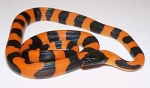 Bothrochilus