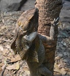Chlamydosaurus