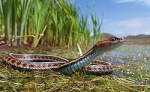 Thamnophis