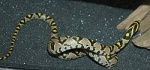 Euprepiophis