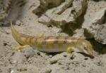 Scincus
