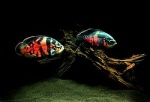 Astronotus