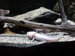 Ambystoma