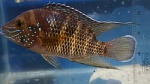 Andinoacara