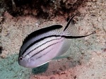 Genicanthus