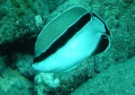 Apolemichthys