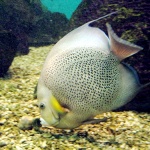 Pomacanthus