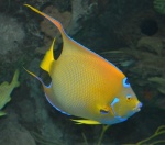 Holacanthus