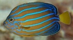 Chaetodontoplus