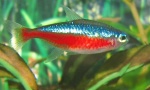 Paracheirodon