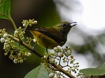 Trigonostigma