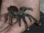 Avicularia