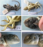 Trapelus