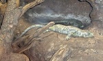 Corucia