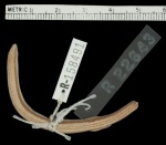 Lerista