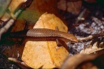 Lampropholis