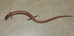 Riopa