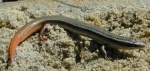Plestiodon