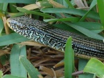 Ophisaurus