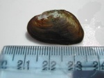 Heterodon