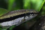 Crossocheilus