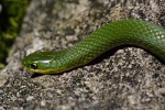 Opheodrys