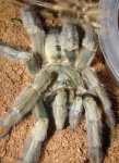 Psalmopoeus