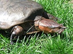 Cycloderma