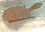 Dogania