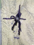 Cyriopagopus