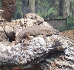 Egernia