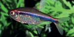 Hyphessobrycon
