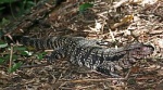 Tupinambis