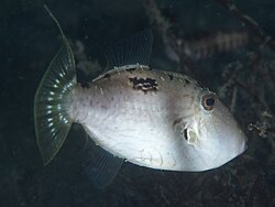 Paramonacanthus