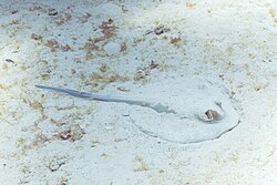 Taeniura