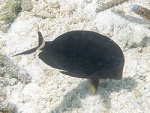 Acanthurus