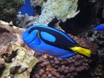 Paracanthurus