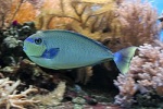 Naso