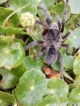 Grammostola