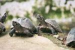 Geoclemys